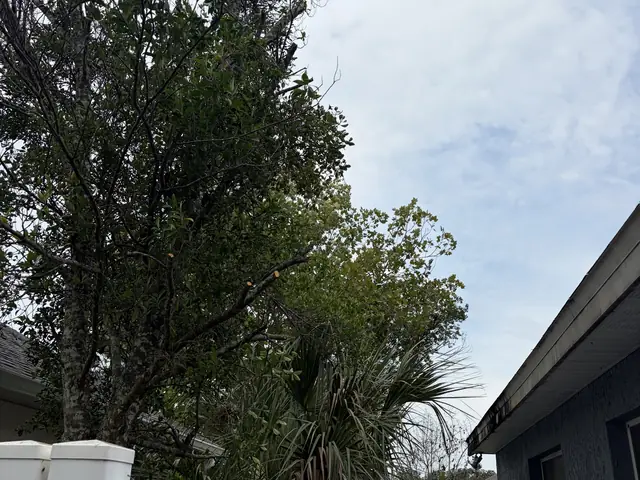 Tree trimming in Apopka FL by Kirby's Tree Service