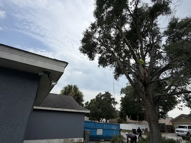 Tree trimming in Apopka FL by Kirby's Tree Service