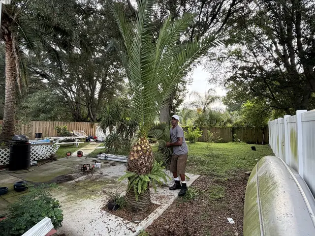 Tree removal in Apopka FL by Kirby's Tree Service