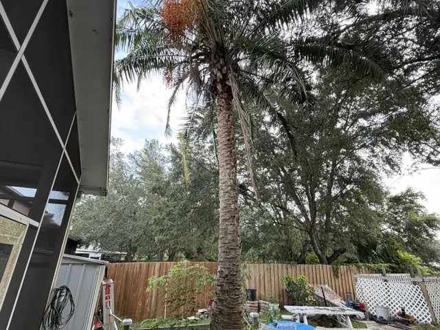Tree removal in Apopka FL by Kirby's Tree Service