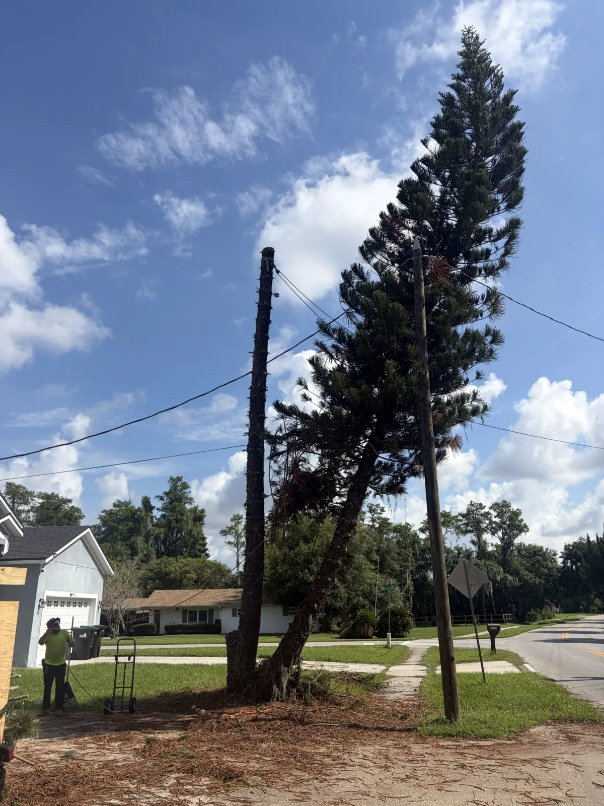 Tree removal in Apopka FL by Kirby's Tree Service — after