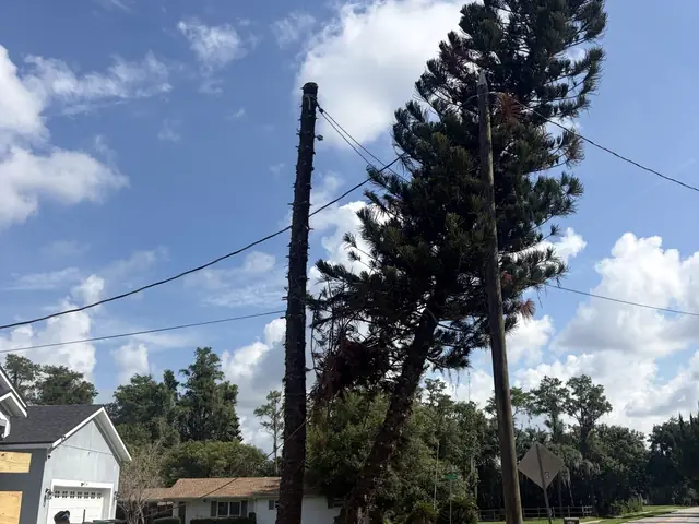 Tree removal in Apopka FL by Kirby's Tree Service — after