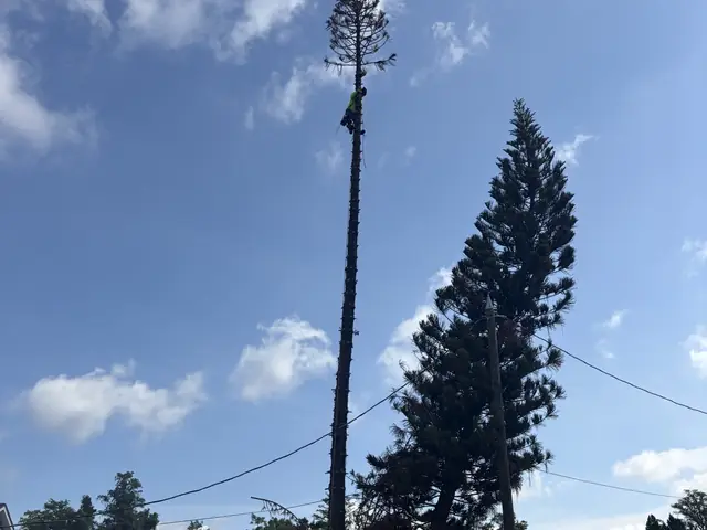 Tree removal in Apopka FL by Kirby's Tree Service — before