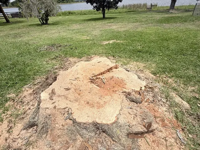 Tree stump grinding in Altamonte Springs FL by Kirby's Tree Service