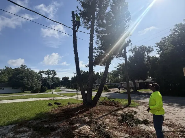 Tree removal in Zellwood FL by Kirby's Tree Service