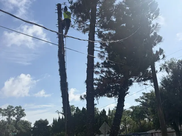 Tree removal in Apopka FL by Kirby's Tree Service