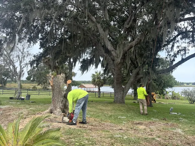 Tree removal in Winter Park FL by Kirby's Tree Service
