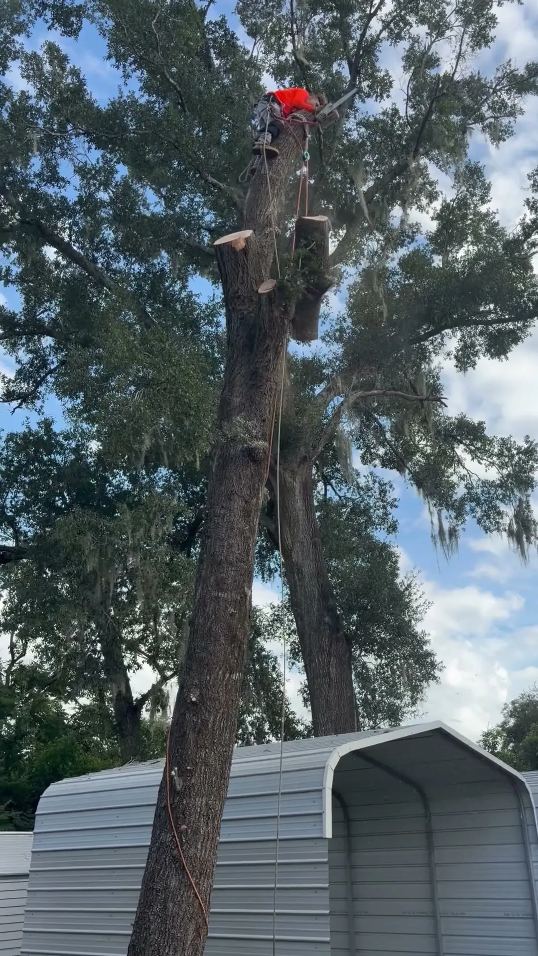 Kirby’s Tree Service climber roped in high on a bare spar with a chainsaw, sawdust coming off the cut, Altamonte Springs, FL