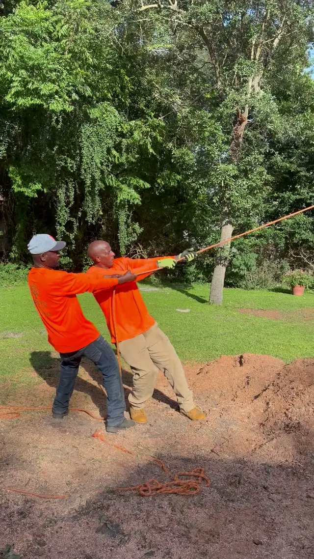 Two Kirby’s Tree Service ground crew members leaning back on a rigging line to hold tension on a cut section