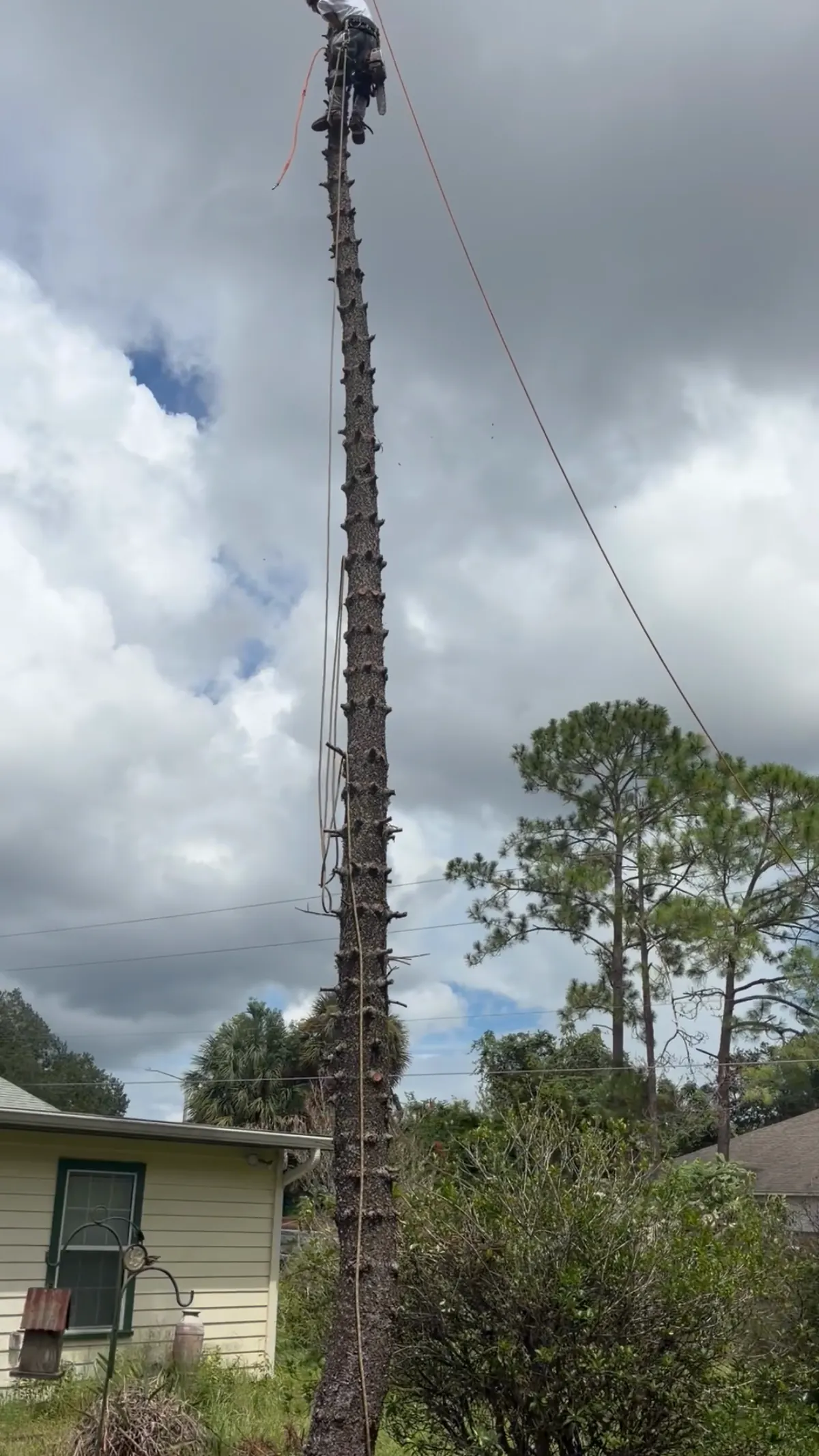 Tree climber at the top of a stripped dead pine trunk above a house roof