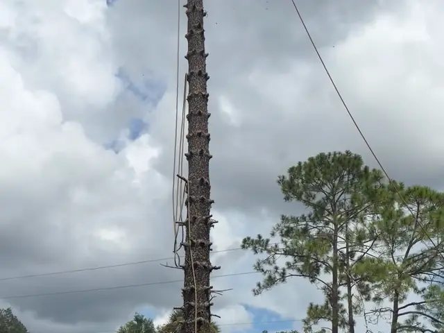 Tree climber at the top of a stripped dead pine trunk above a house roof