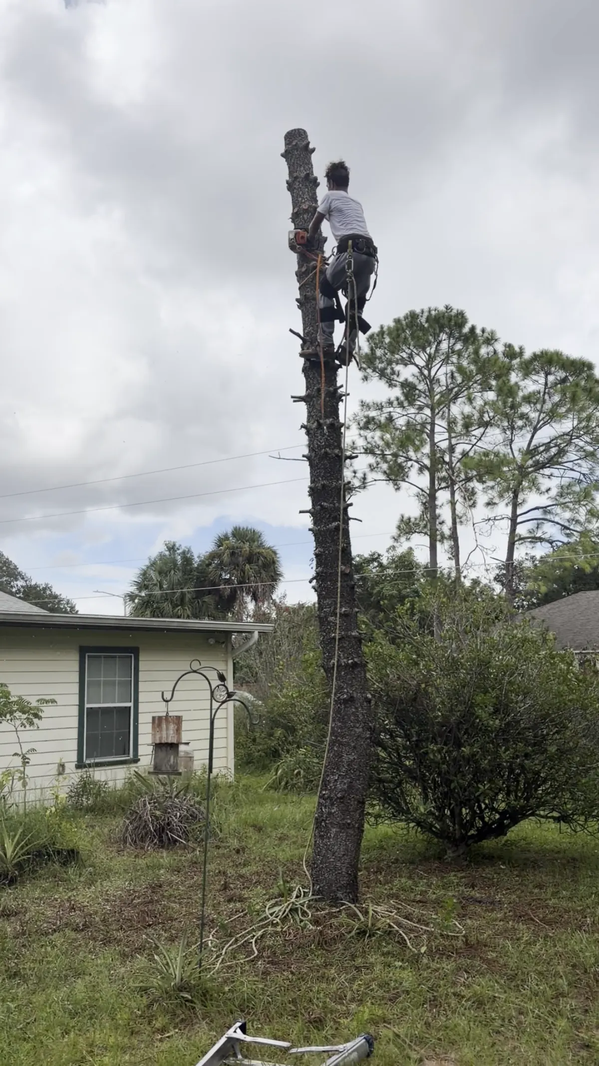 Climber cutting a dead pine trunk into sections with rope rigging