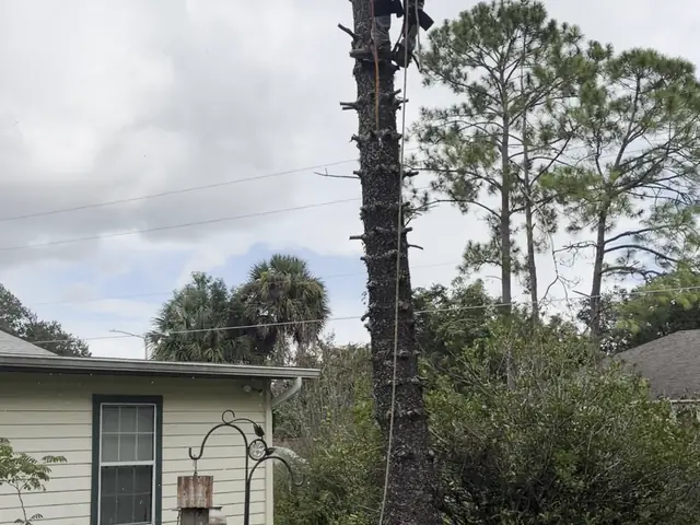 Climber cutting a dead pine trunk into sections with rope rigging