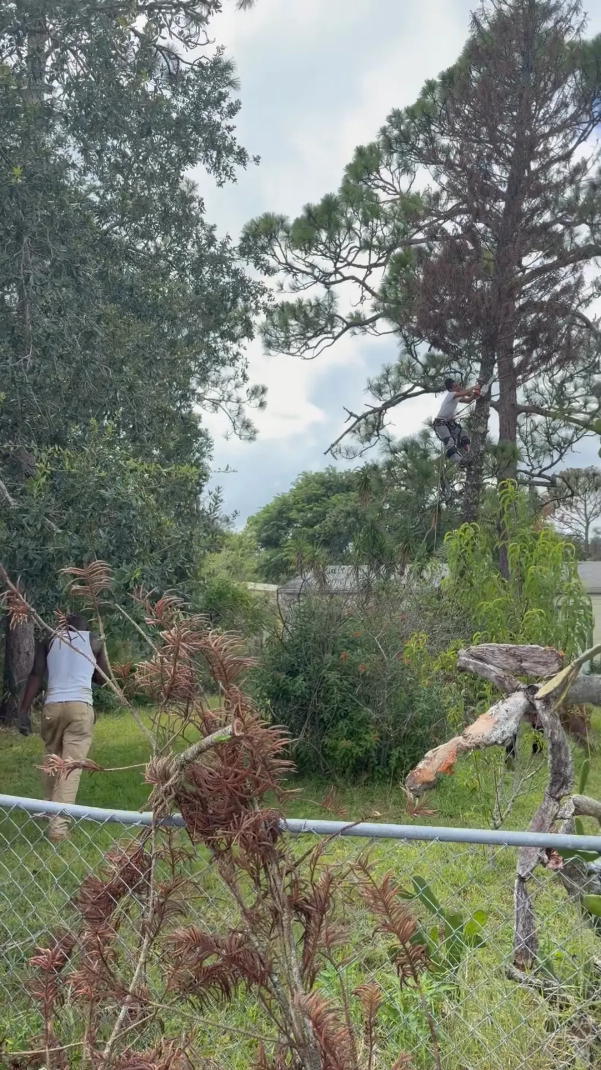 Tree crew dragging pine limbs past a chain-link fence