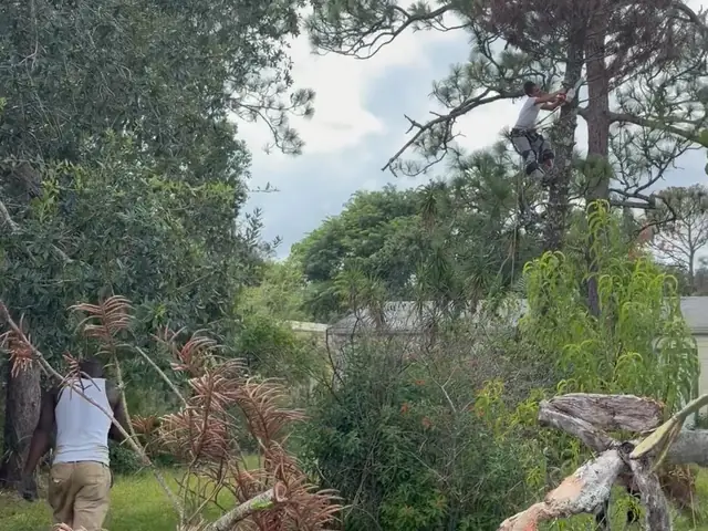 Tree crew dragging pine limbs past a chain-link fence