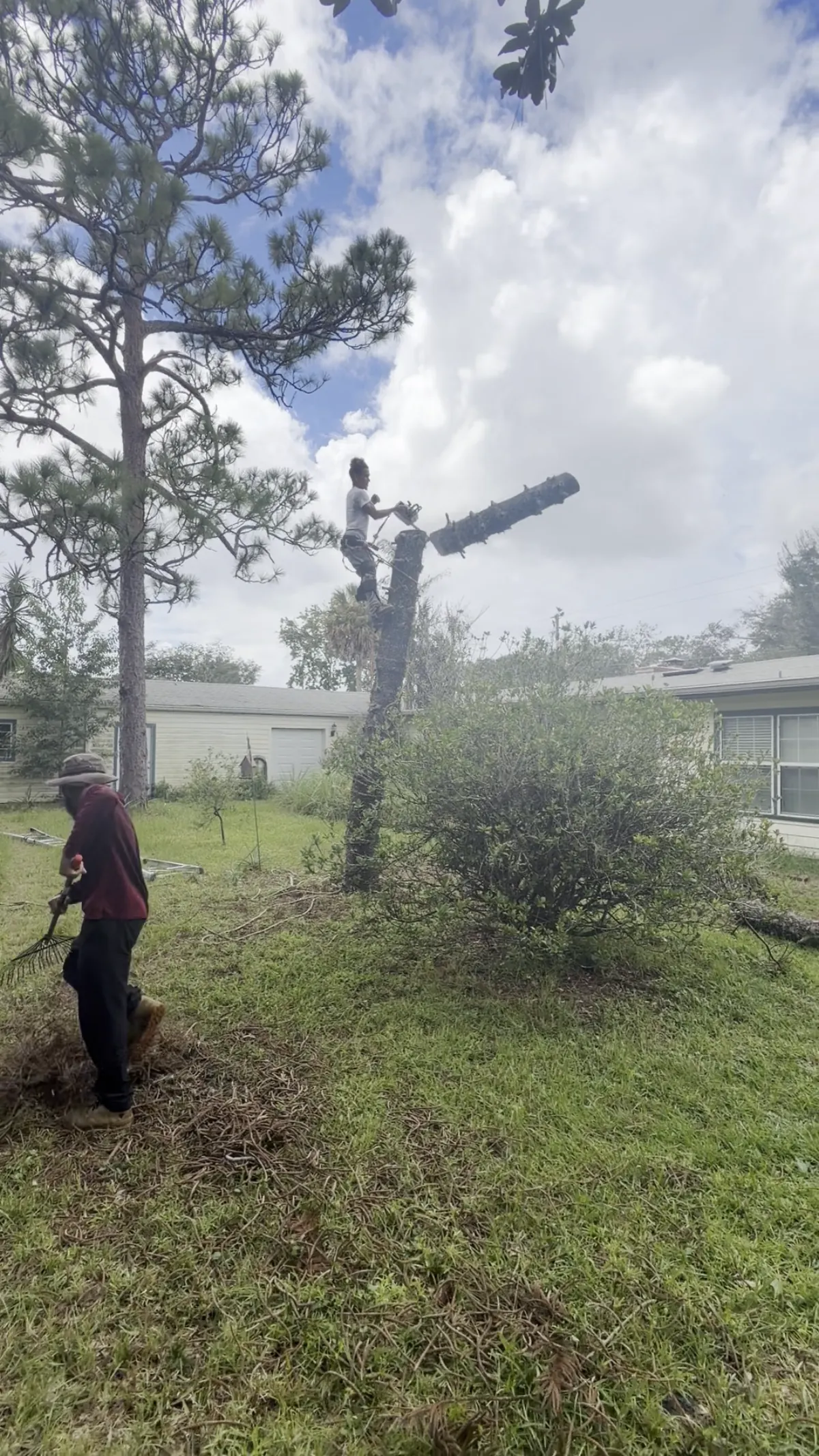Groundman at the base of a shortened dead pine trunk