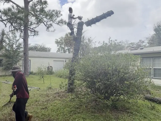 Groundman at the base of a shortened dead pine trunk