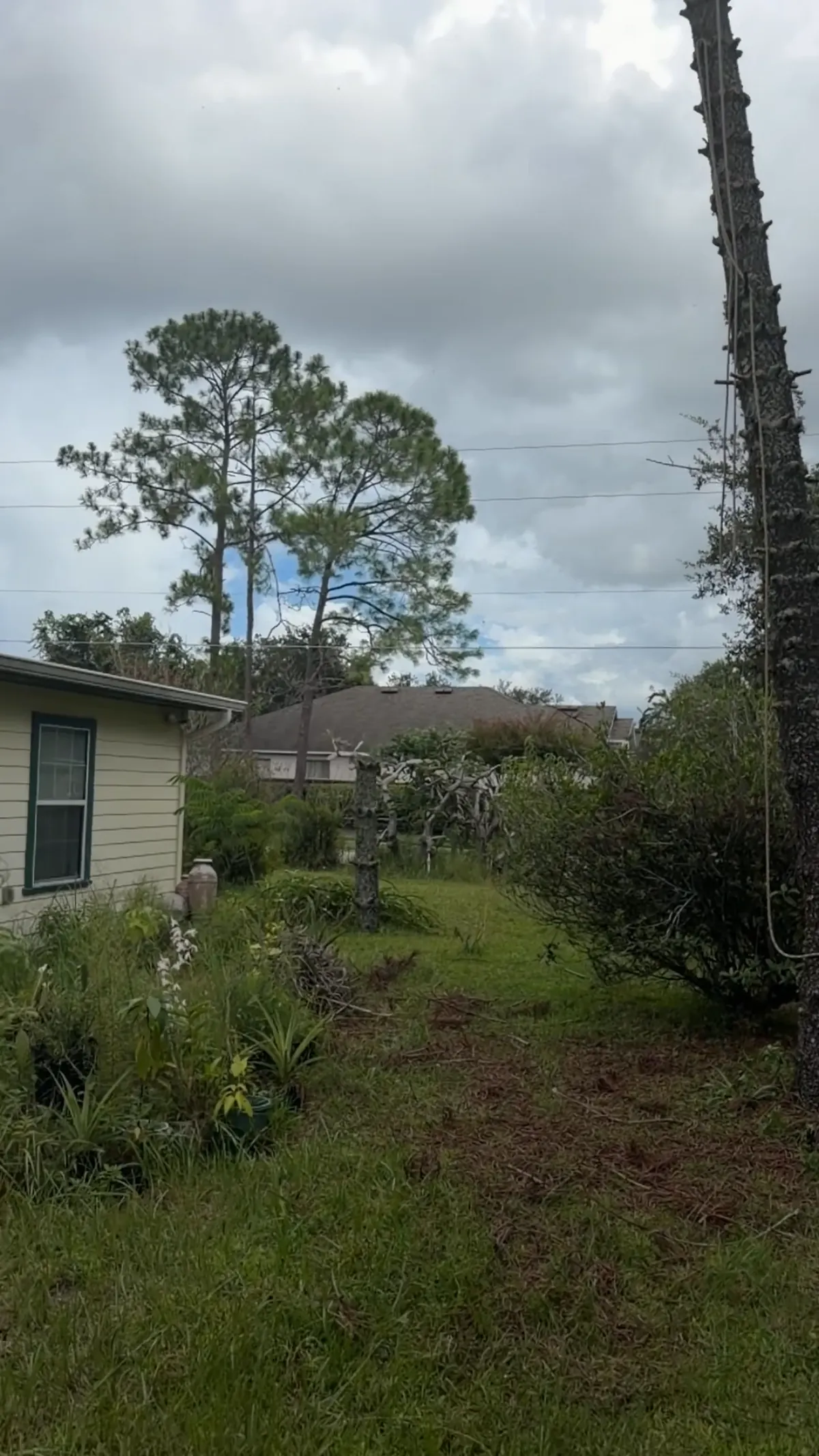 Cut pine trunk section falling with ground crew clear