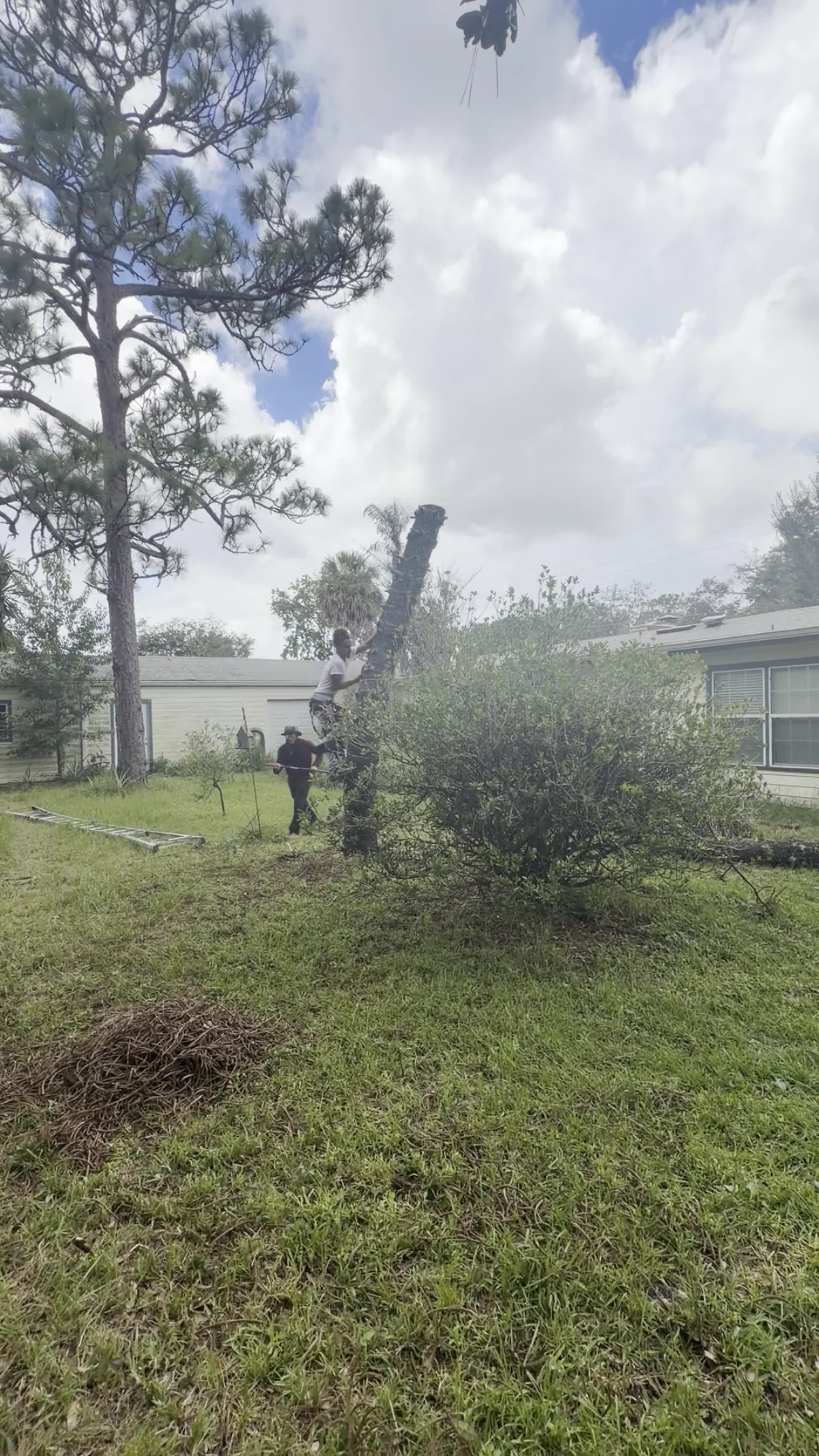 Dead pine trunk cut down to roof height beside a house