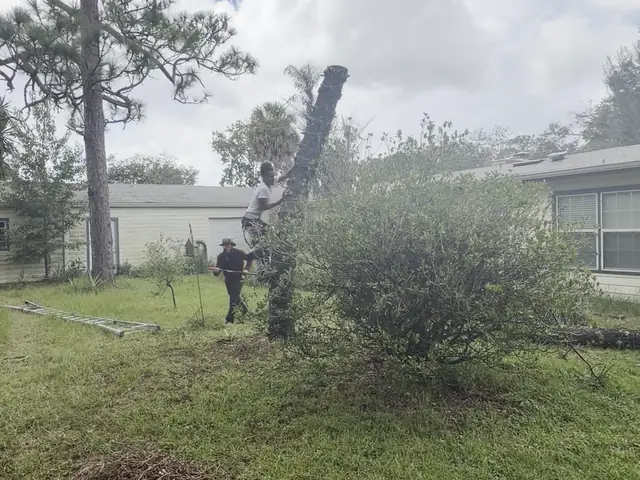 Dead pine trunk cut down to roof height beside a house