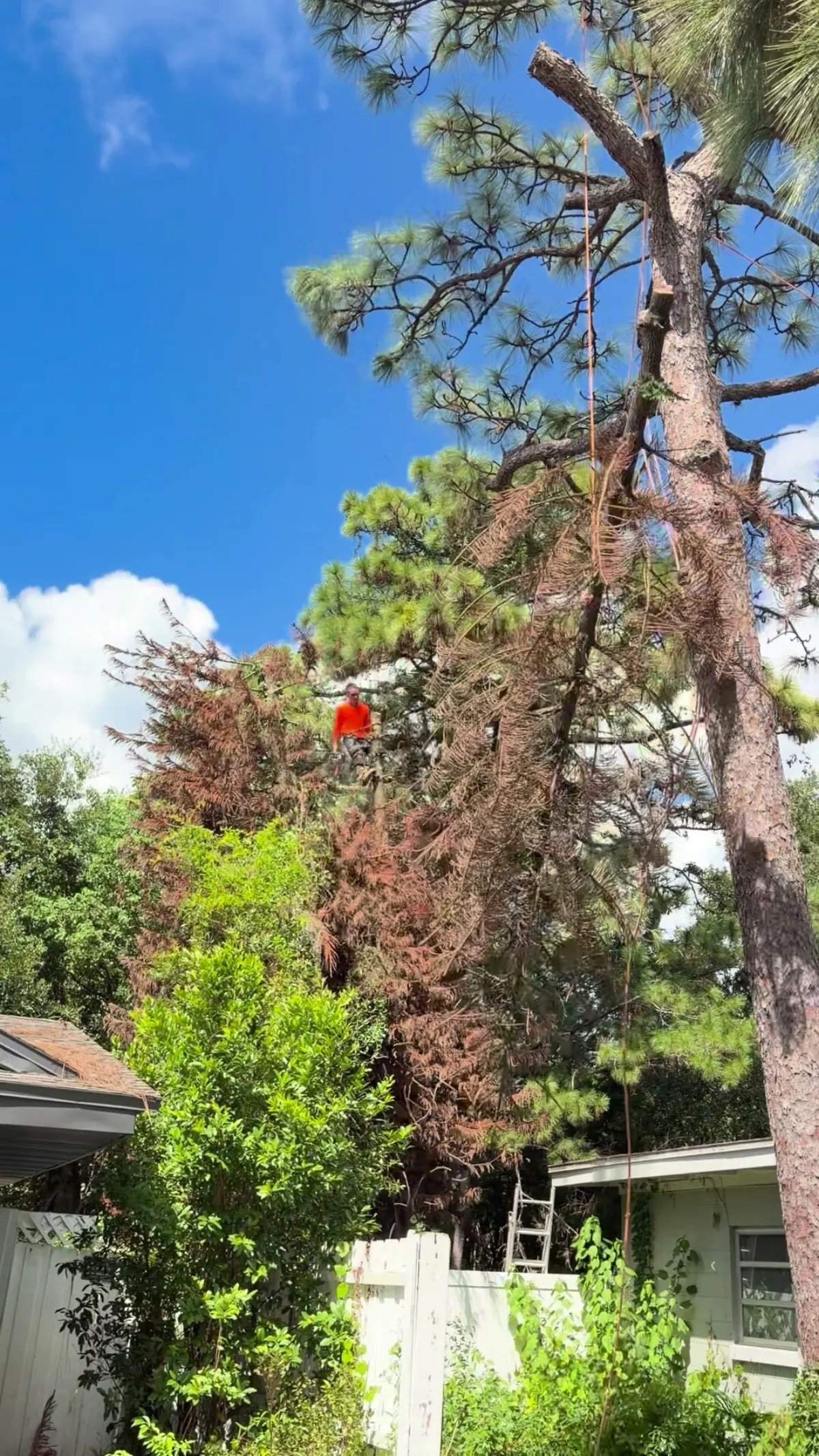 Climber on rope in the dead pine crown next to the live pine, ladder and fence below