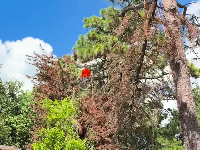 Climber on rope in the dead pine crown next to the live pine, ladder and fence below