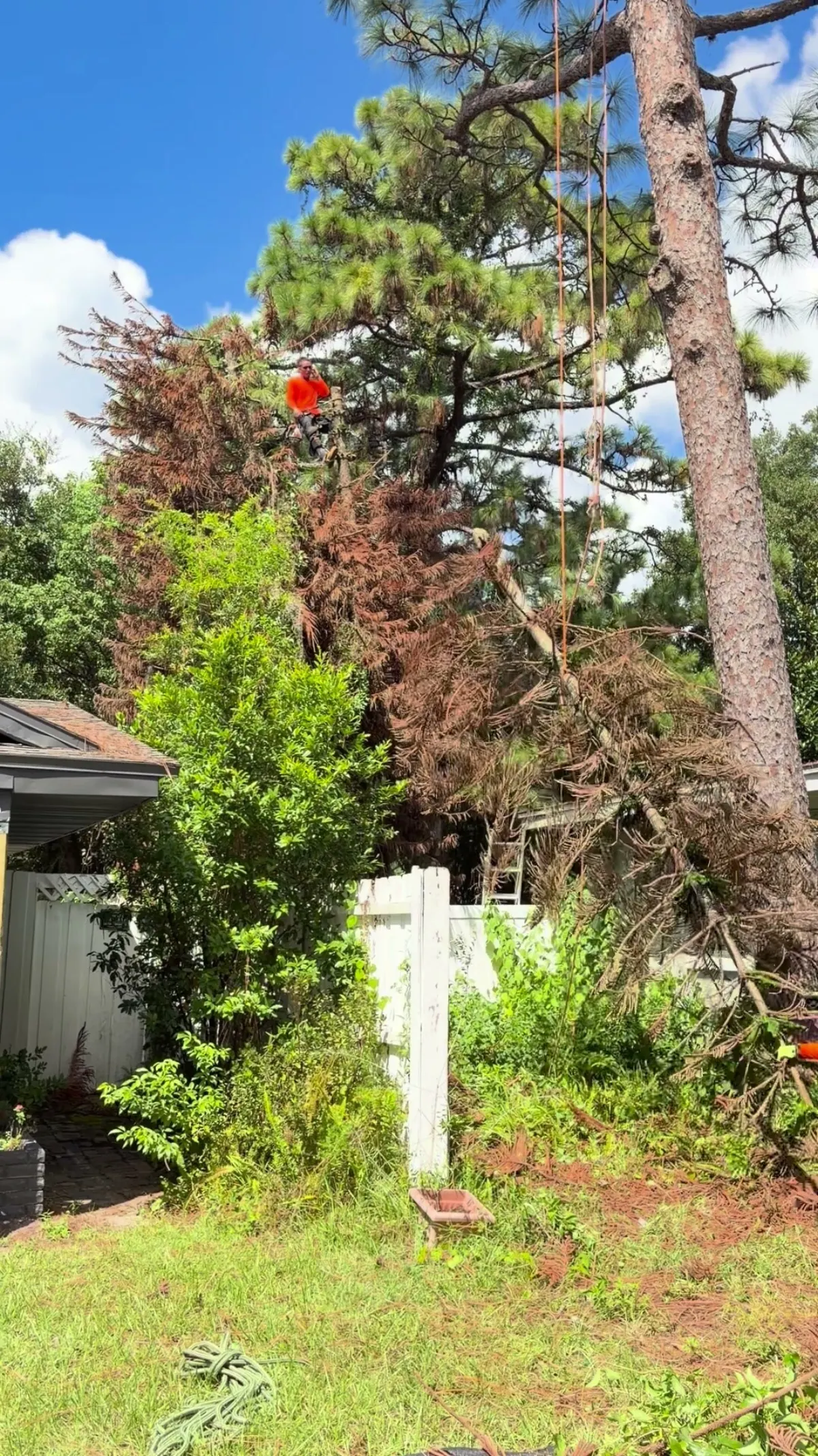 Kirby's Tree Service climber roped in high in a dead pine crown, rigging lines set, with a carport on one side and a house wall on the other