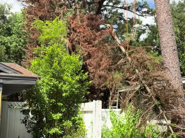 Kirby's Tree Service climber roped in high in a dead pine crown, rigging lines set, with a carport on one side and a house wall on the other