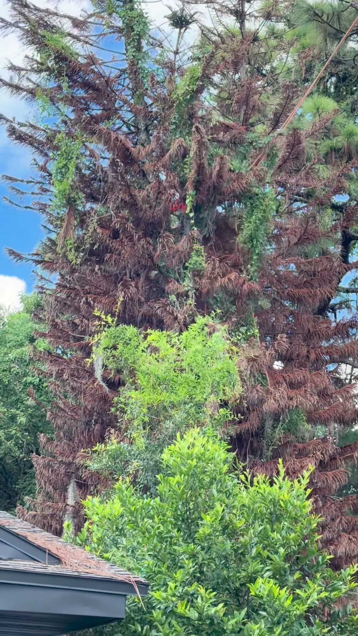 Close view of the dead pine crown, brown needles and ivy through the branches