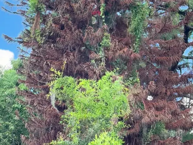 Close view of the dead pine crown, brown needles and ivy through the branches