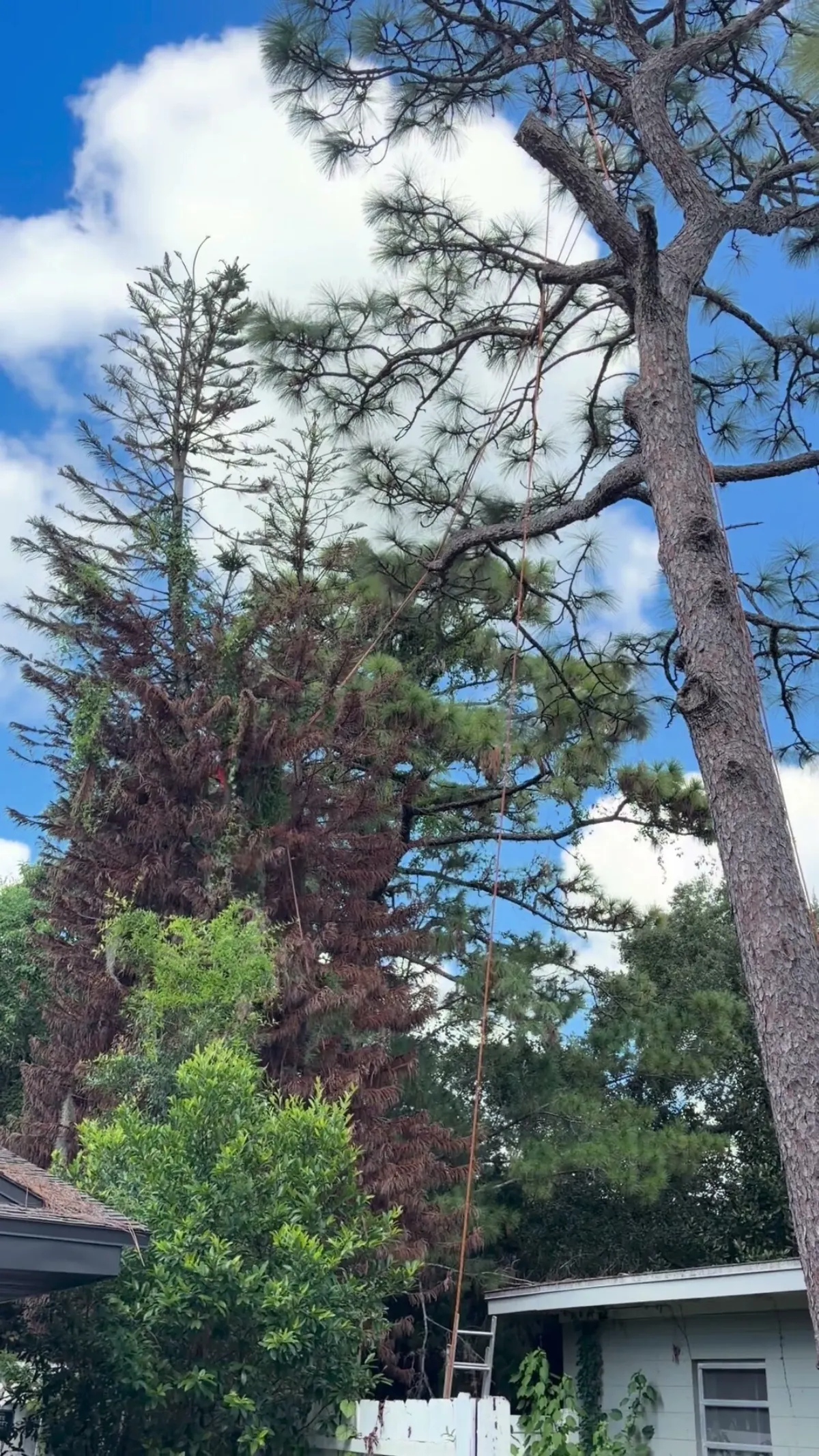 Tall brown dead pine standing between a house wall and a carport in a Winter Park backyard, rigging line already hung