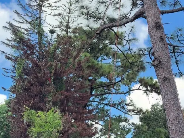 Tall brown dead pine standing between a house wall and a carport in a Winter Park backyard, rigging line already hung