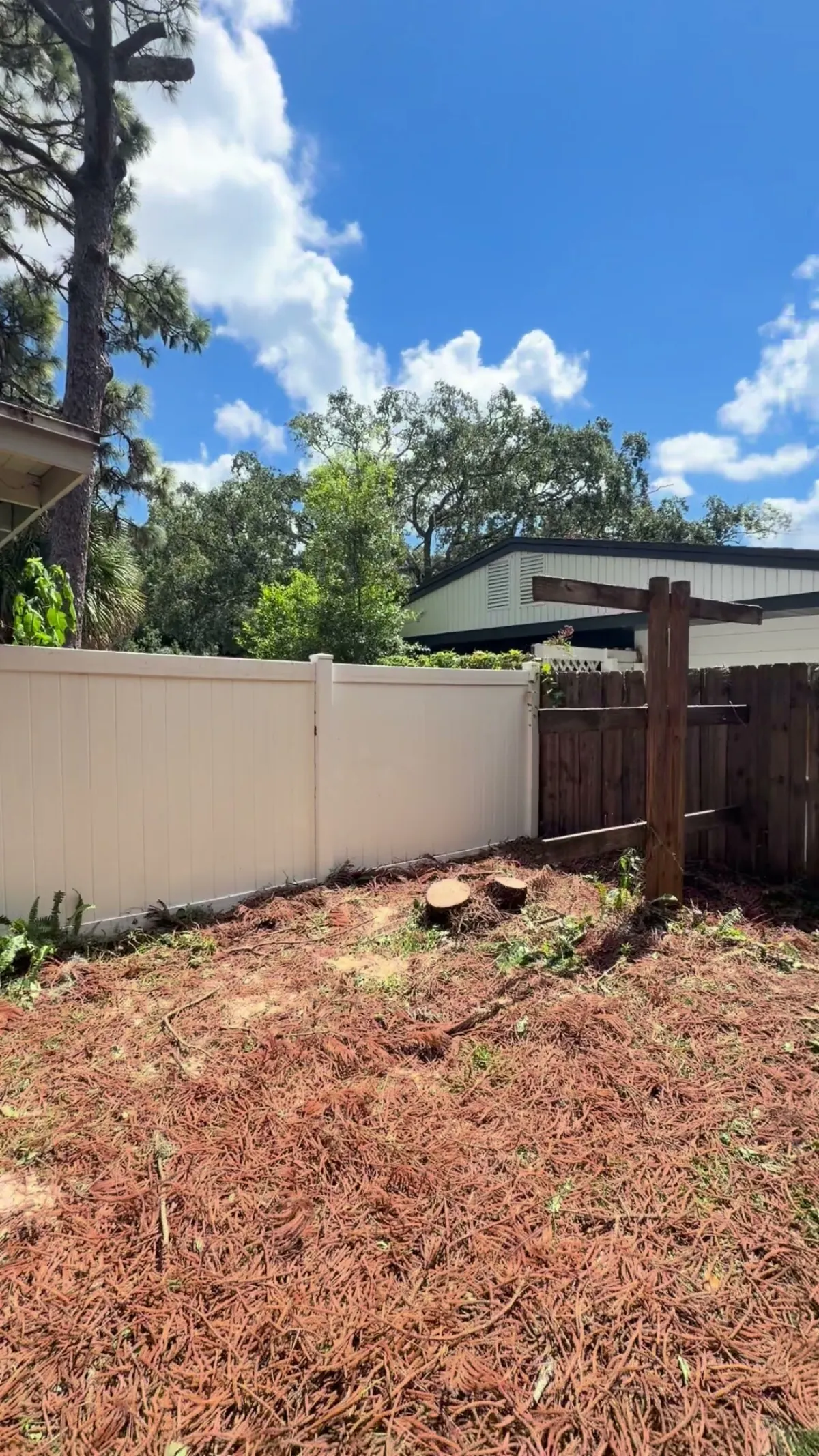 Two flush-cut pine stumps at the fence line with open sky above the cleared backyard