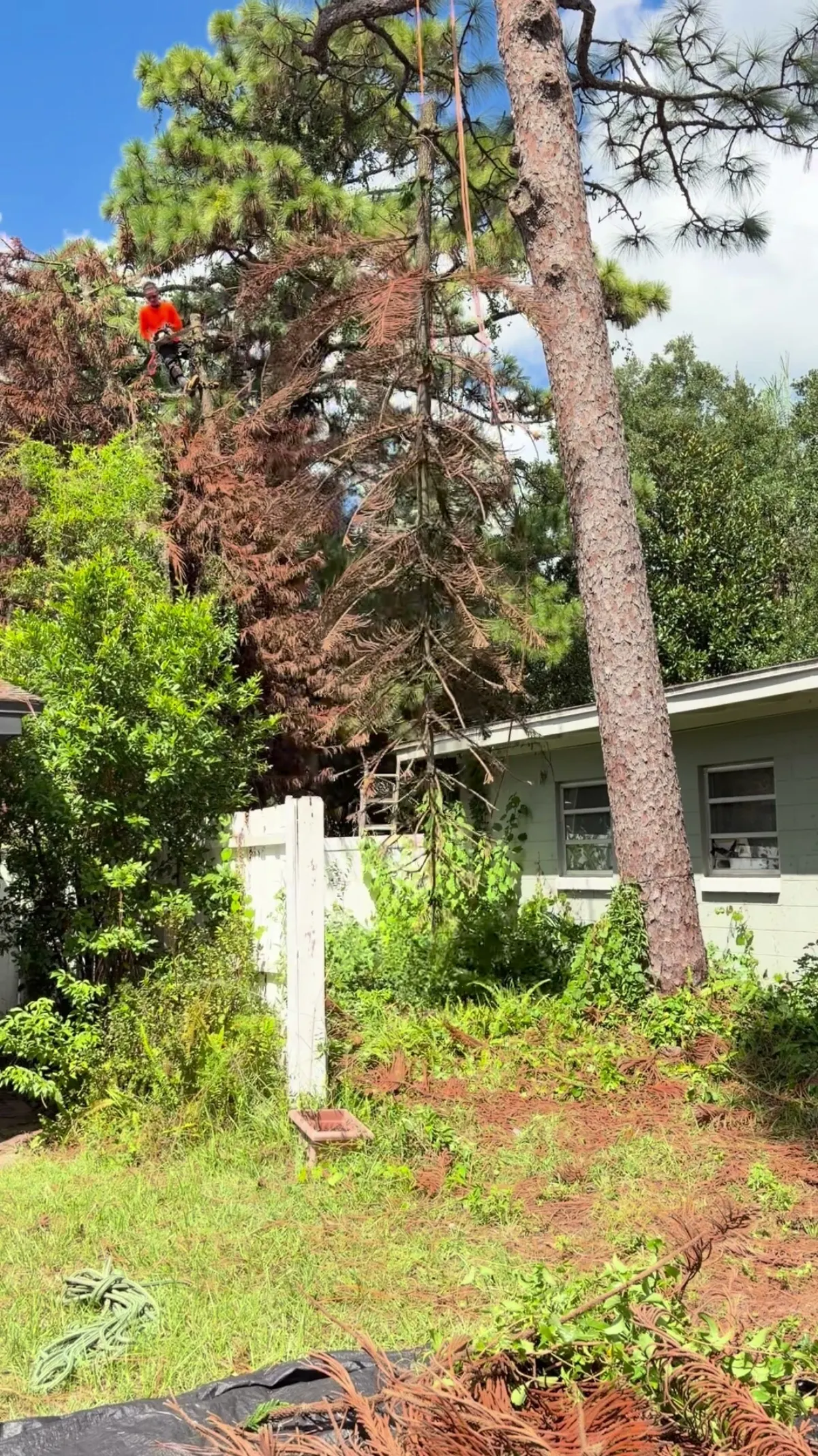 Climber cutting the dead pine down in sections with the live pine trunk standing against the house wall beside it
