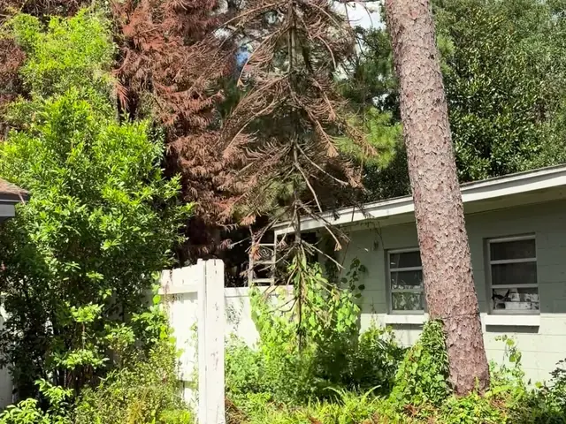 Climber cutting the dead pine down in sections with the live pine trunk standing against the house wall beside it