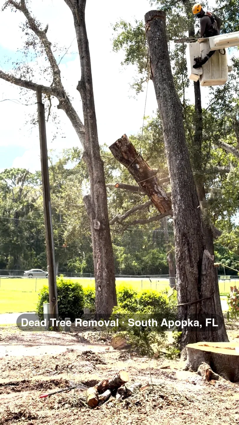 Kirby's Tree Service bucket truck operator lowering a cut section of a dead tree on a rigging line in South Apopka, FL