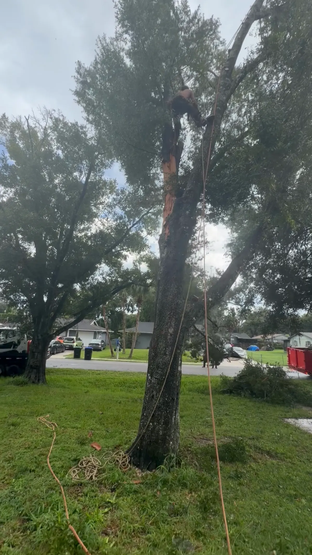 Climber up in the oak on a rope line with the full canopy still on