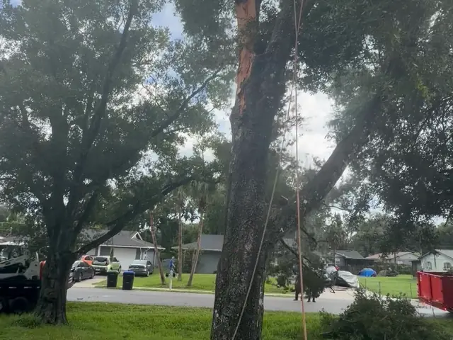 Climber up in the oak on a rope line with the full canopy still on