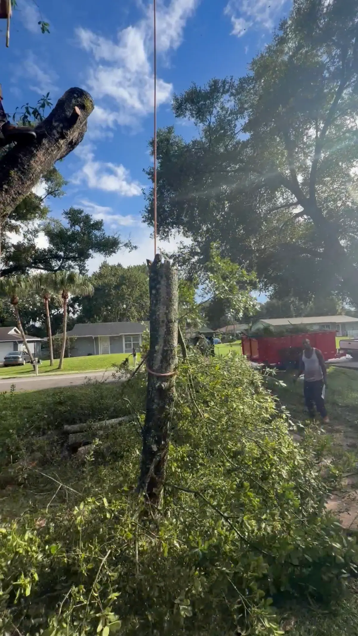 Climber roped in on a limb, face-on, with the crew and skid steer below