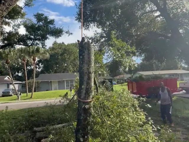 Climber roped in on a limb, face-on, with the crew and skid steer below