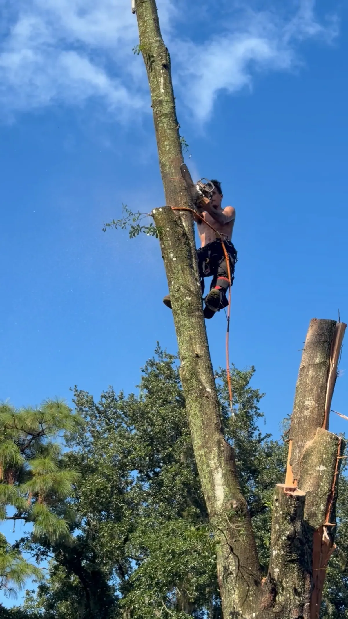 Close view of the climber cutting the upper trunk