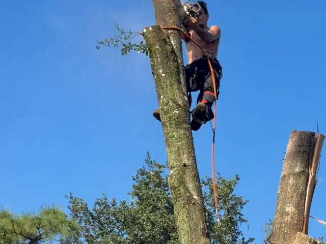 Close view of the climber cutting the upper trunk
