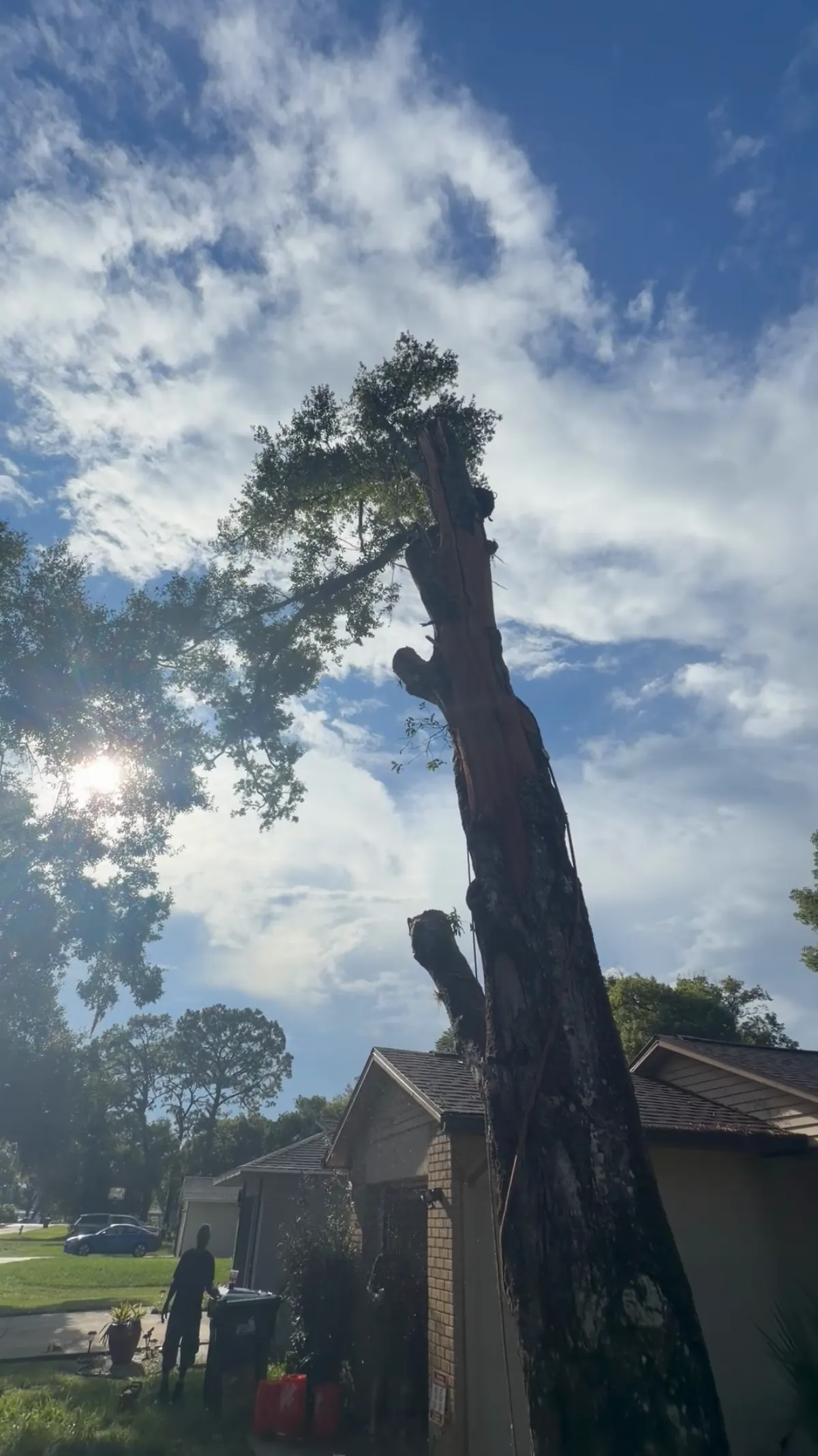 Trunk topped, bare spar against the sky
