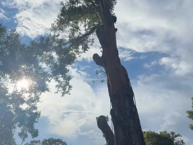 Trunk topped, bare spar against the sky