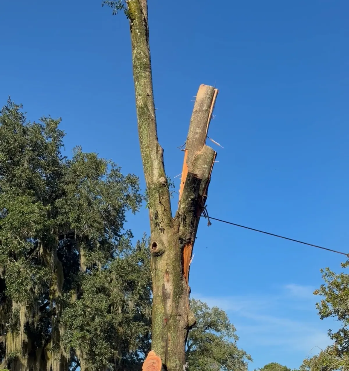 Oak trunk reduced to a standing spar with a rigging line running off it