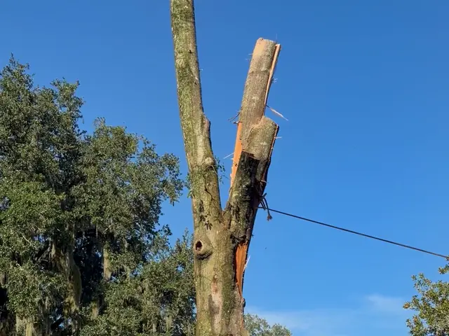 Oak trunk reduced to a standing spar with a rigging line running off it