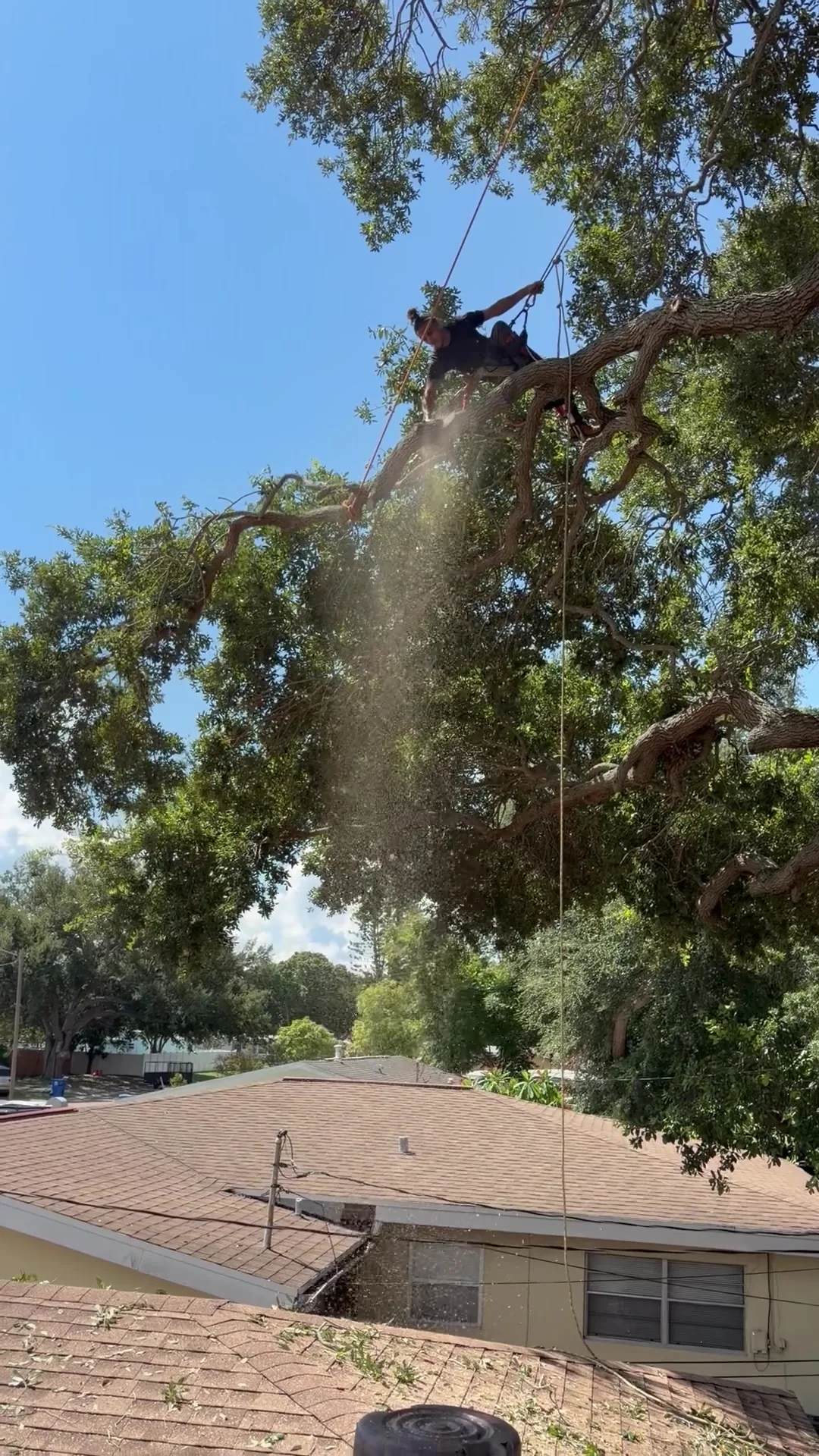 Arborist cutting an oak limb over a roof with the branch tied to a rigging line
