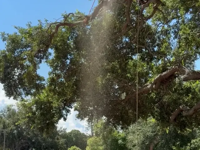 Arborist cutting an oak limb over a roof with the branch tied to a rigging line