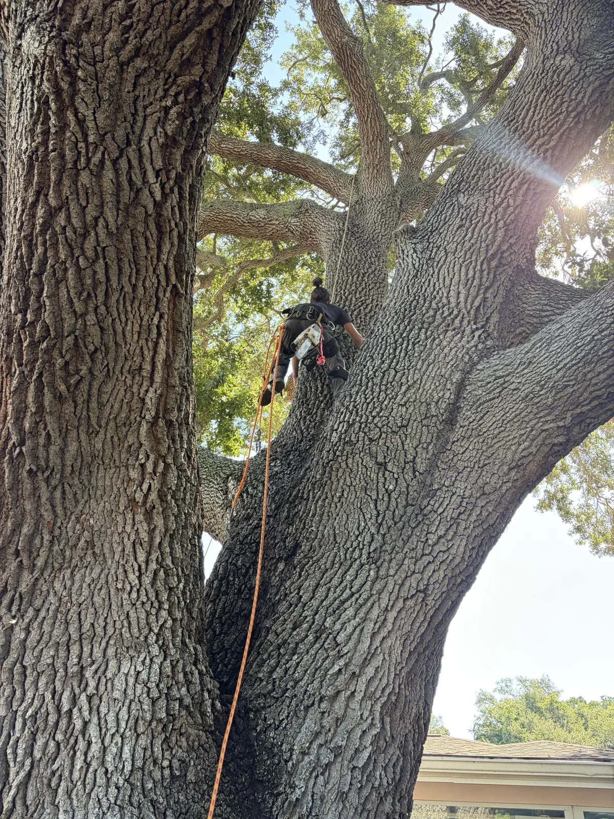 Kirby's Tree Service climber roped into the main union of a mature live oak above a home's roofline