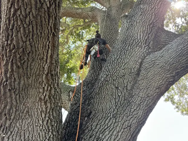 Kirby's Tree Service climber roped into the main union of a mature live oak above a home's roofline